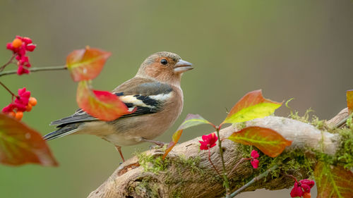 Close-up of bird perching on branch