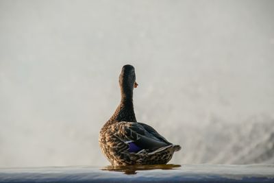 Close-up of a duck swimming in lake