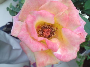 Close-up of pink flowers