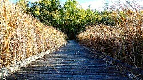 Boardwalk amidst plants against sky