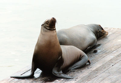 Low angle view of sea lions on beach