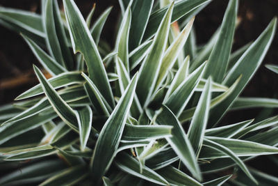 High angle view of succulent plant on field