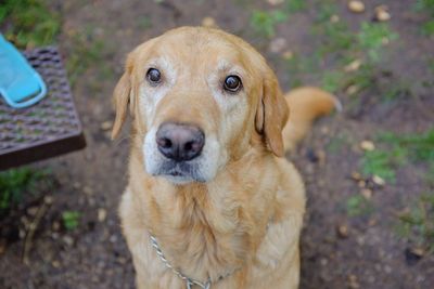 High angle view of labrador retriever on field