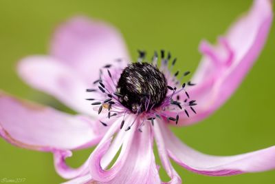 Close-up of bee on pink flower