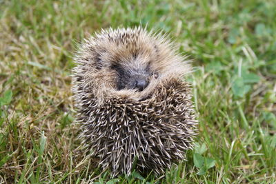 Close-up of an animal on grass