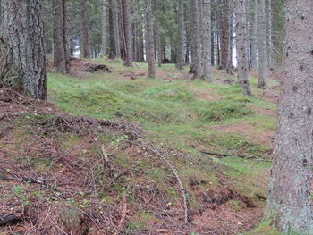 Trees growing in forest