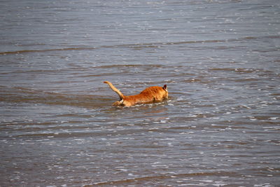 Side view of a duck swimming in lake