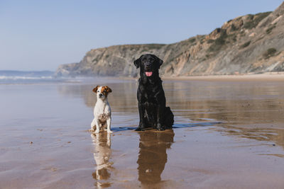 Dogs siting at beach