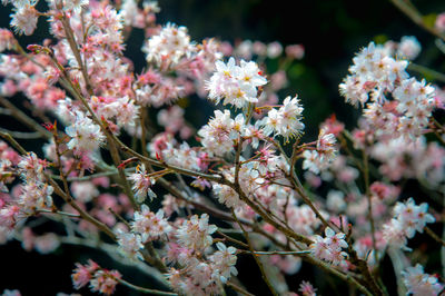 Close-up of pink flowers on branch