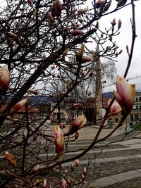 Close-up of cherry blossoms in spring