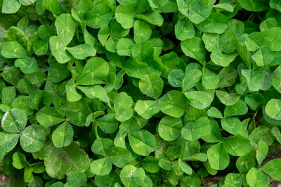 Full frame shot of green leaves