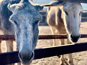 Close-up of horse in ranch