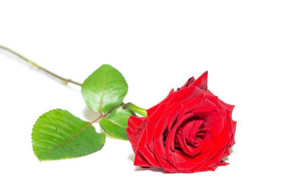 Close-up of red rose against white background