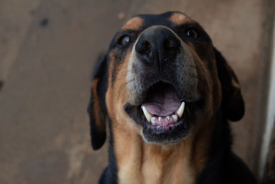 Close-up portrait of a dog