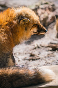 Close-up of cat