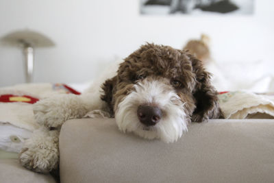 Portrait of dog relaxing on bed with girl in background