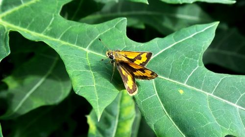 Close-up of butterfly on leaf