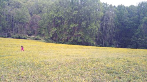 Scenic view of grassy field