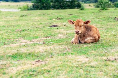 Portrait of lion relaxing on field