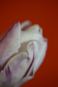 Close-up of white rose