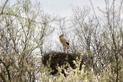 Low angle view of stork perching on nest