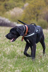 Dog on field