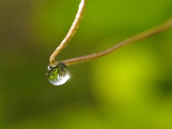 Close-up of raindrops on leaf
