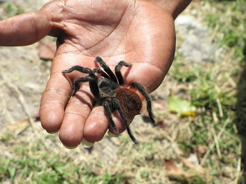 Close-up of hand holding insect