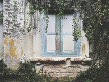 Close-up of plants against window