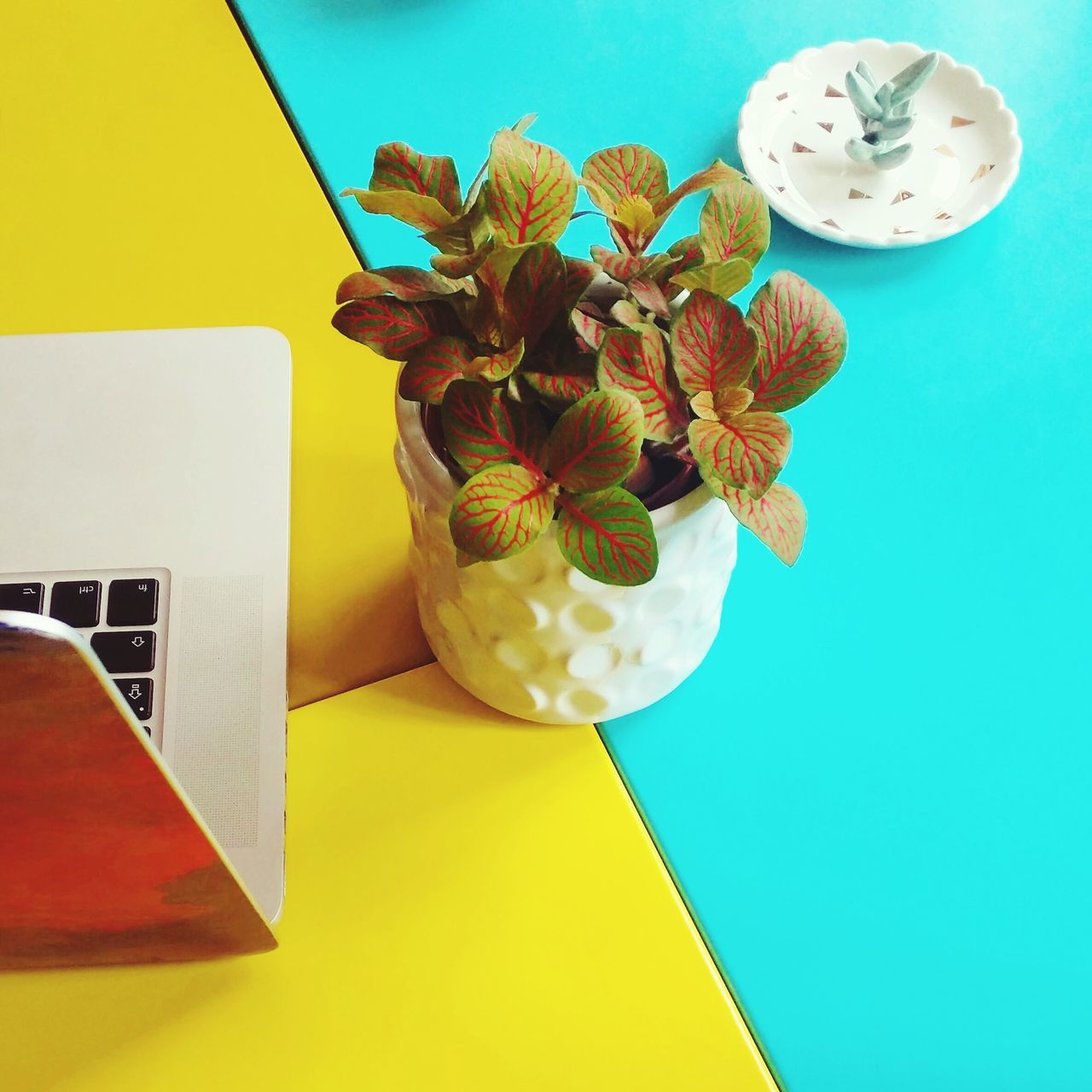 laptop, wireless technology, technology, table, still life, indoors, computer, no people, yellow, vase, flower, using laptop, sweet food, food, day, freshness, close-up, flower head, keyboard