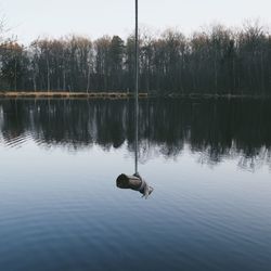 Reflection of trees in water