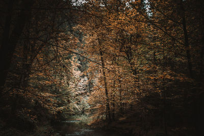 Trees in forest during autumn