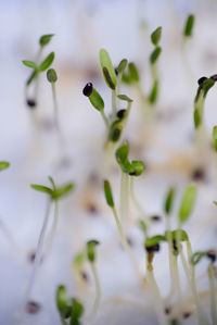 Seedling of spinach. close up of spinach germination.