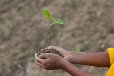 Close-up of hand holding plant