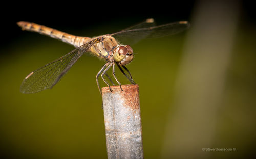 Close-up of insect