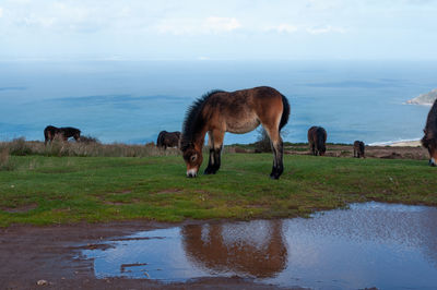 Horses in the sea