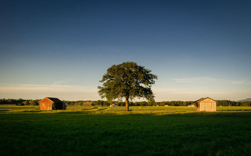 Trees on field against clear sky