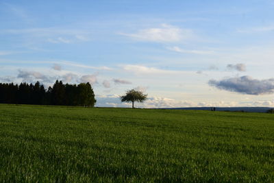 Scenic view of agricultural field against sky