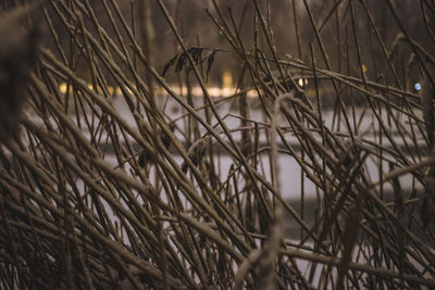 Close-up of wheat plants