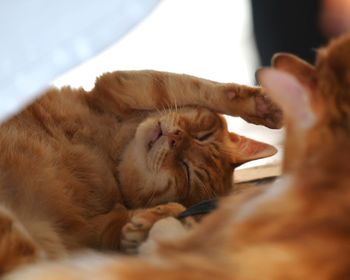 Cat lying on a hand