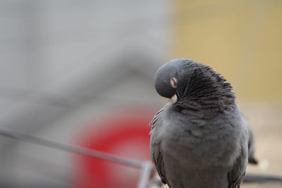 Close-up of bird perching outdoors