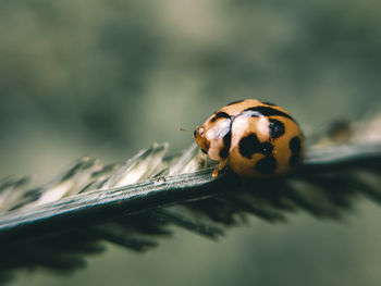 Close-up of insect