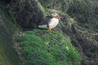 Bird perching on rock