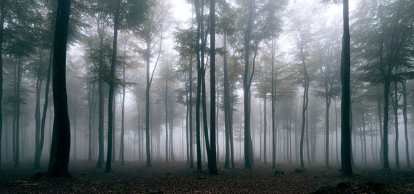 Trees in forest against sky