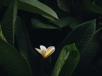 Close-up of frangipani on plant