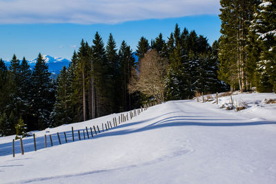 Pines and fence on the snowy paths on the vezzene in asiago, italy