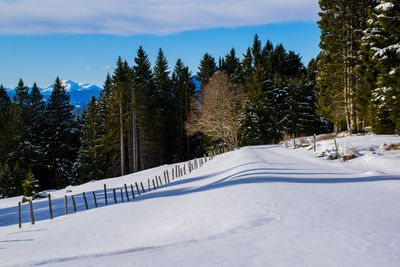 Pine trees on snow covered field against sky