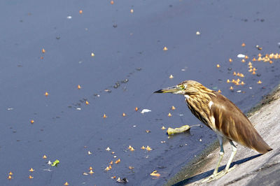 Birds perching on a lake