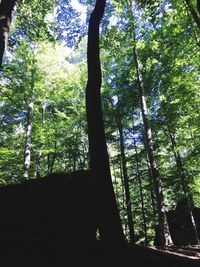 Low angle view of silhouette trees in forest