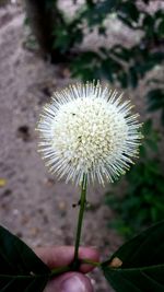 Close-up of dandelion flower